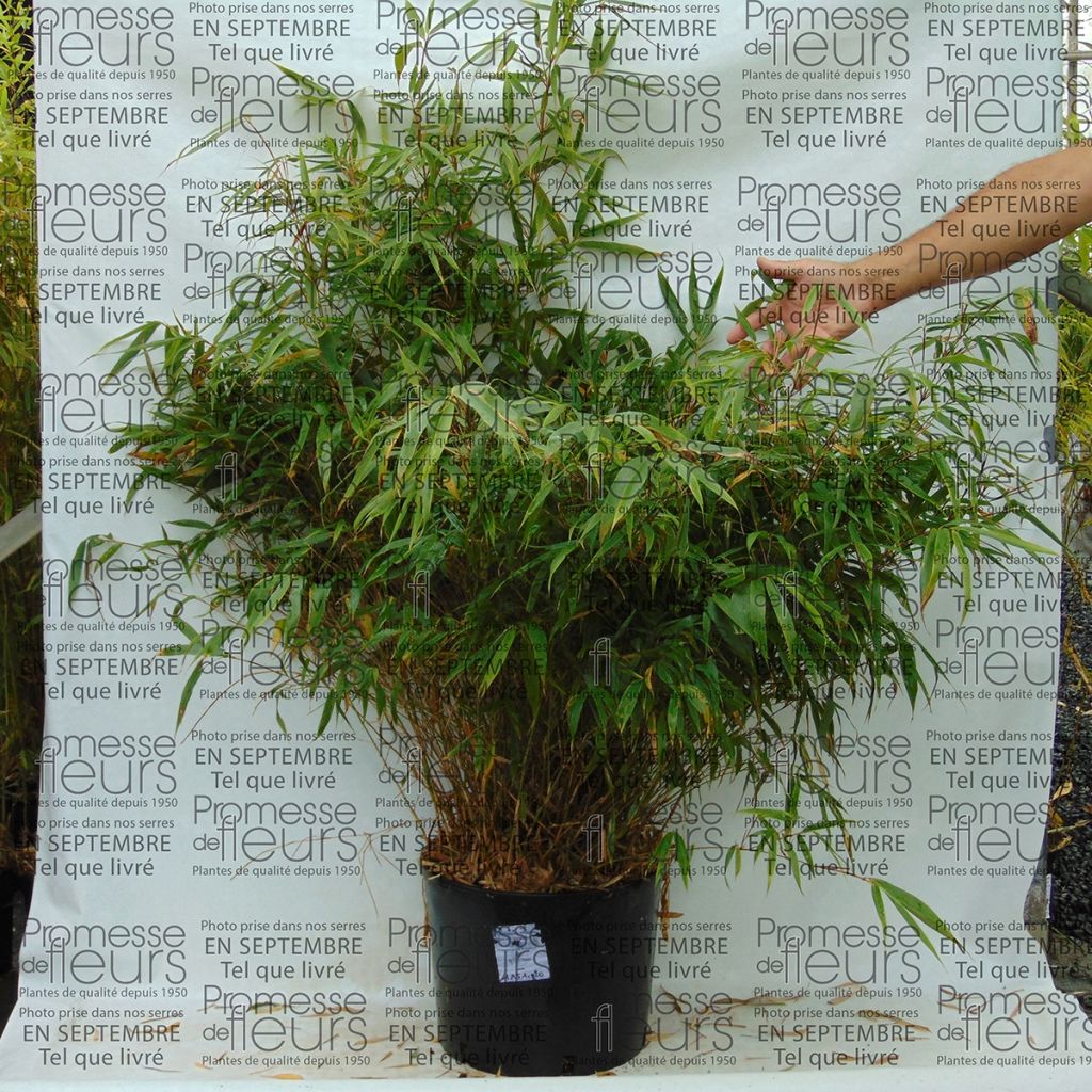 Ruokobambu Wenchuan
