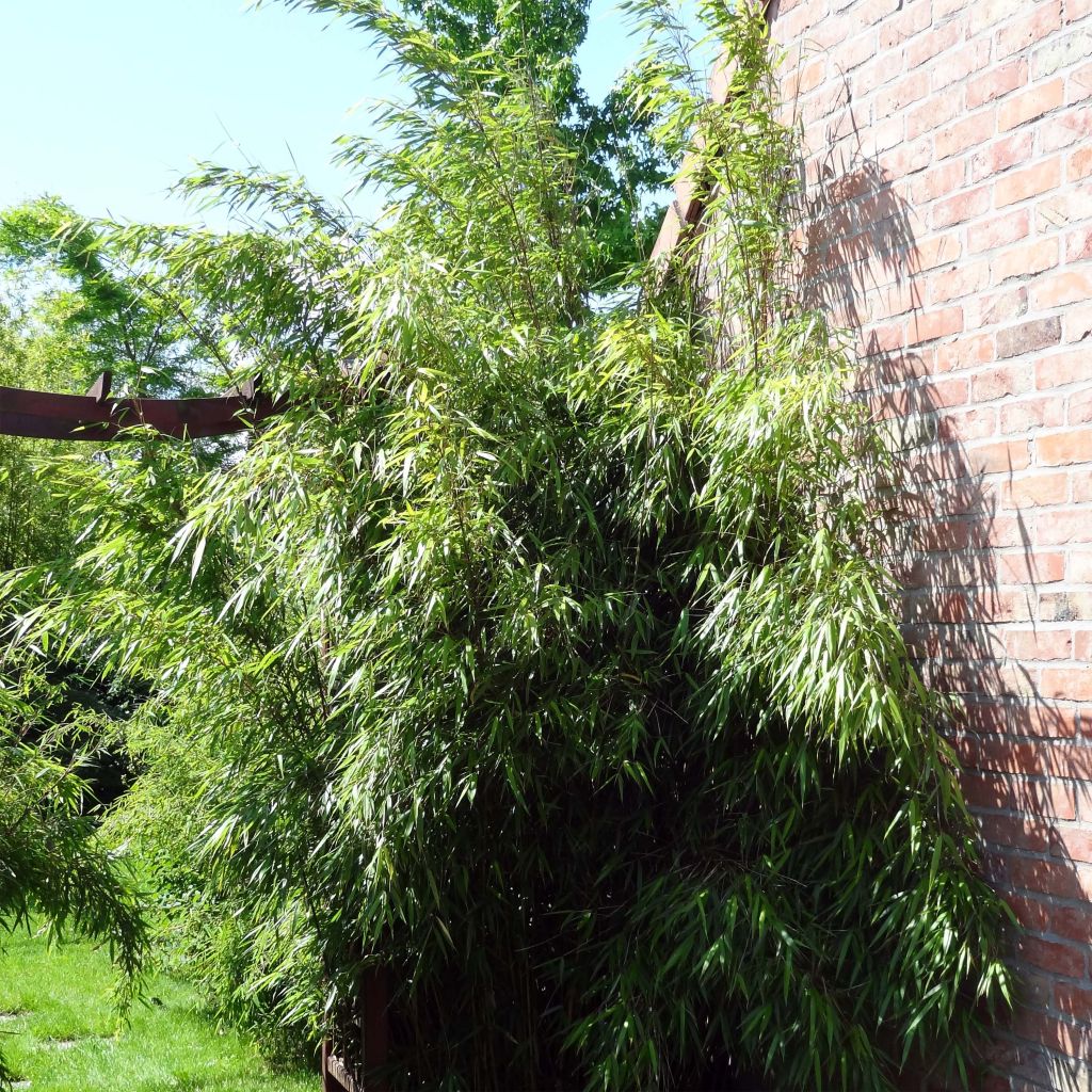 Ruokobambu Asian wonder