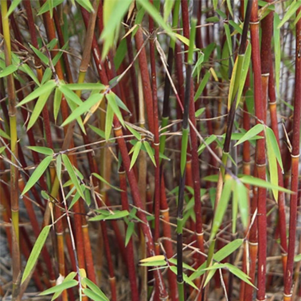 Ruokobambu Asian wonder