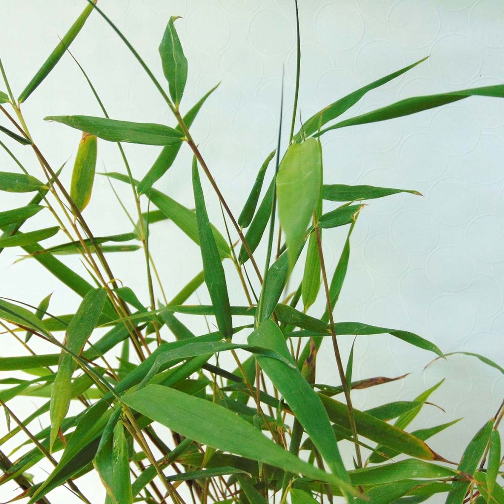 Ruokobambu Asian wonder