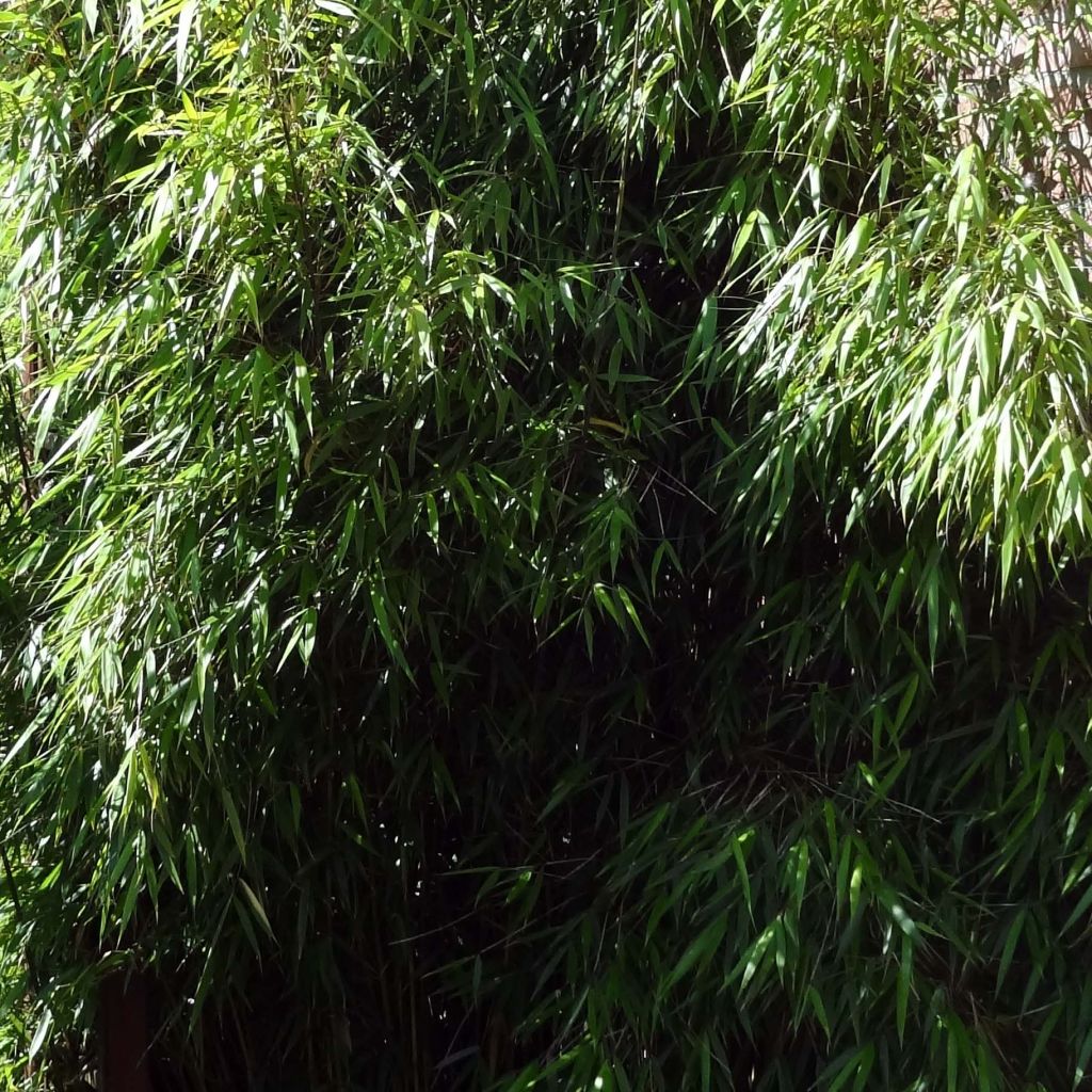 Ruokobambu Asian wonder
