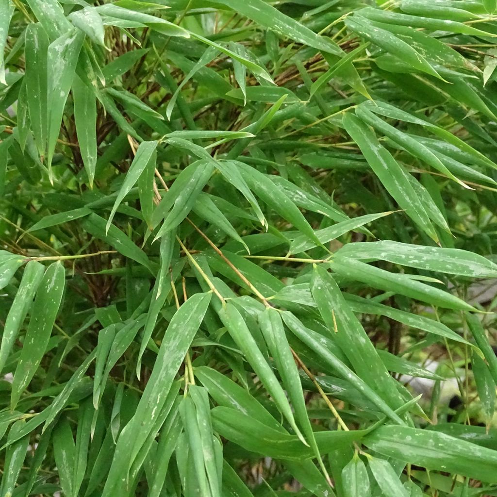 Kiiltoruokobambu Taibashan 2