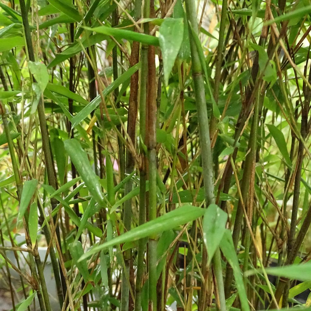 Kiiltoruokobambu Taibashan 2
