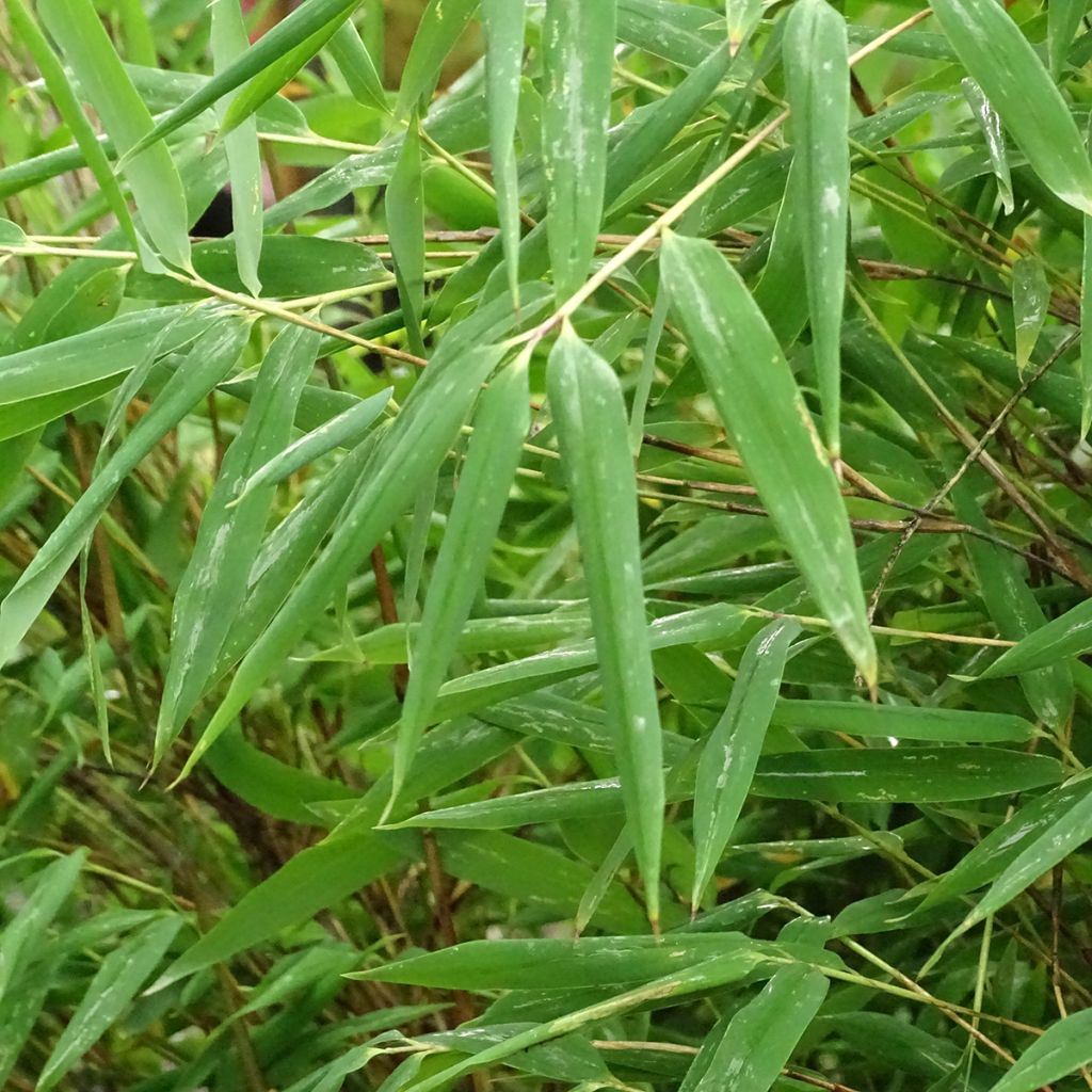 Kiiltoruokobambu Taibashan 2
