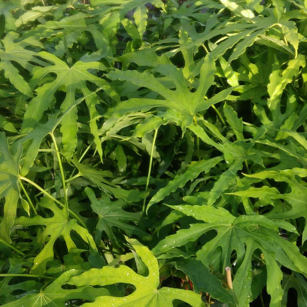 Huonearalia Green Fingers