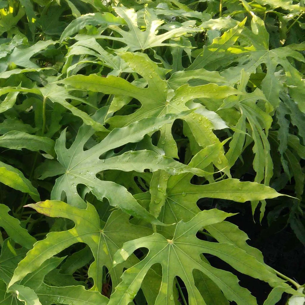 Huonearalia Green Fingers