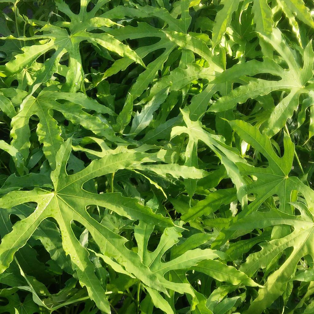 Huonearalia Green Fingers