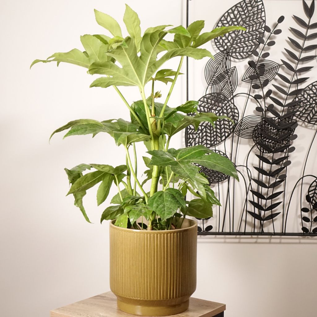 Huonearalia - Fatsia japonica