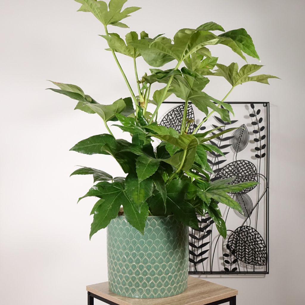 Huonearalia - Fatsia japonica