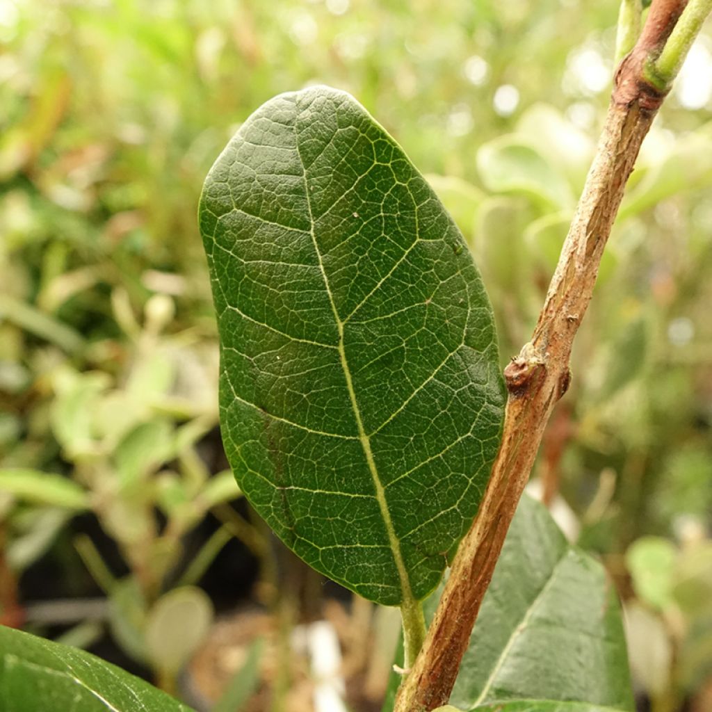 Feijoa Mammouth