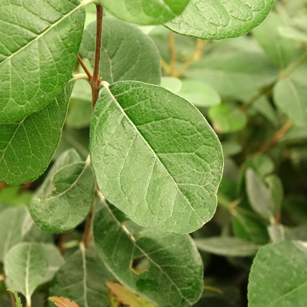 Feijoa Triumph