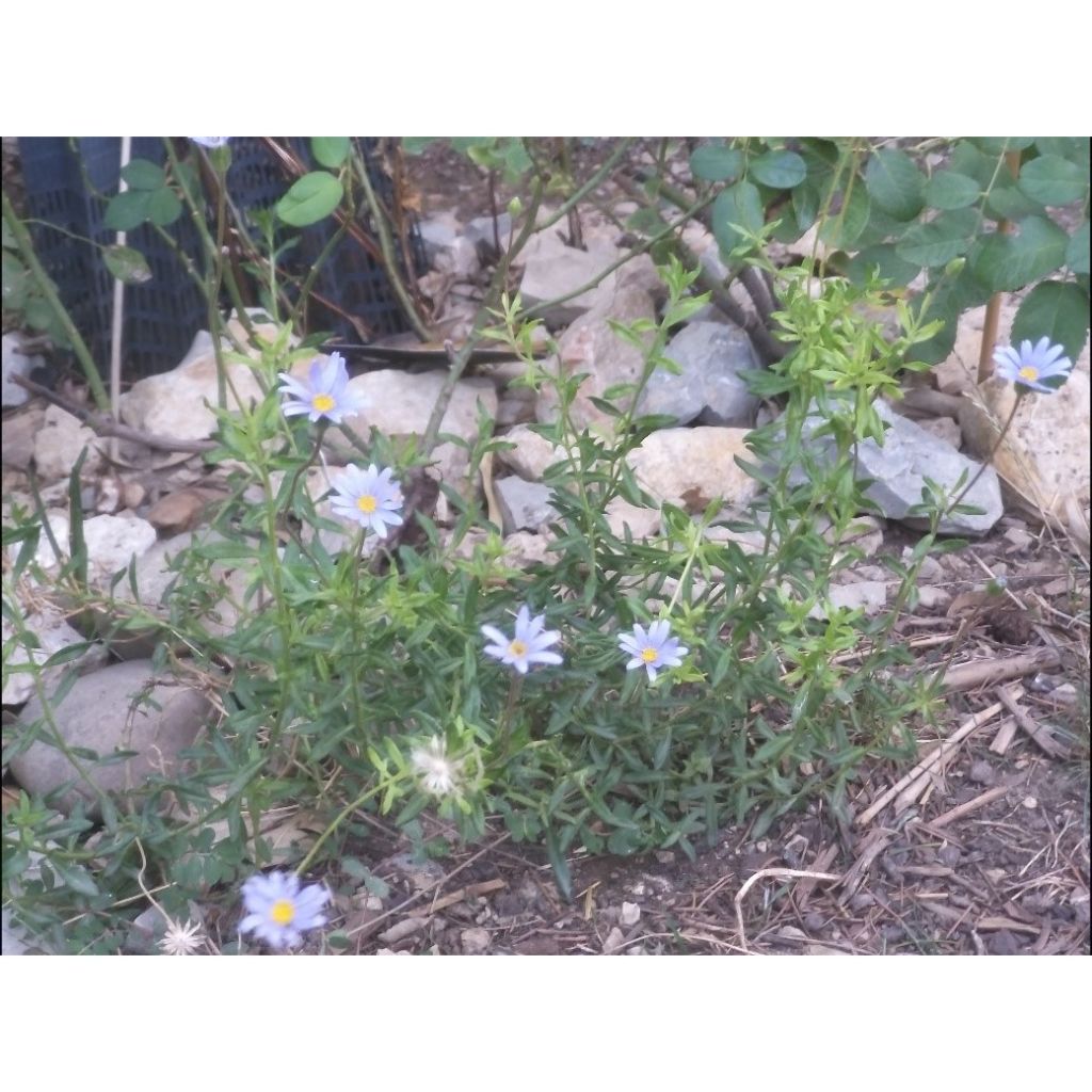 Kapinnukkeasteri - Felicia amelloides