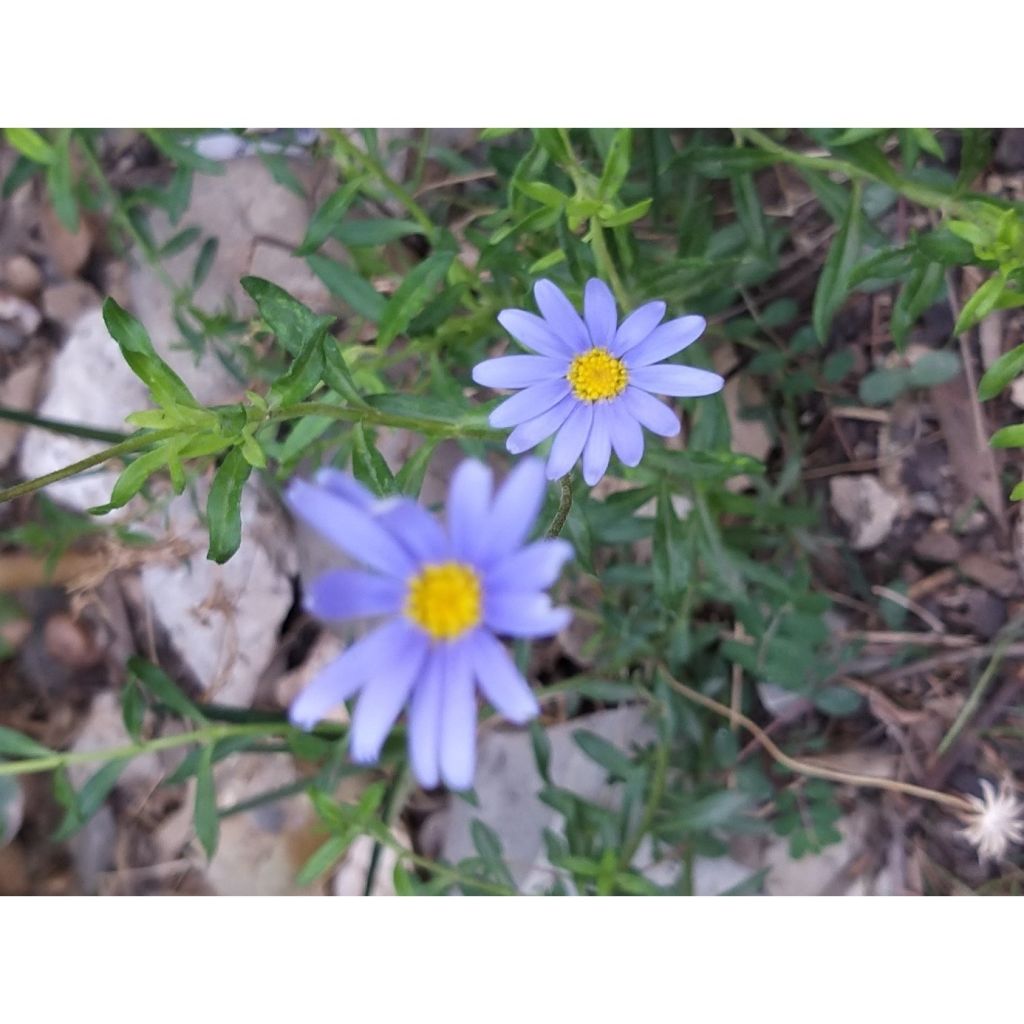 Kapinnukkeasteri - Felicia amelloides