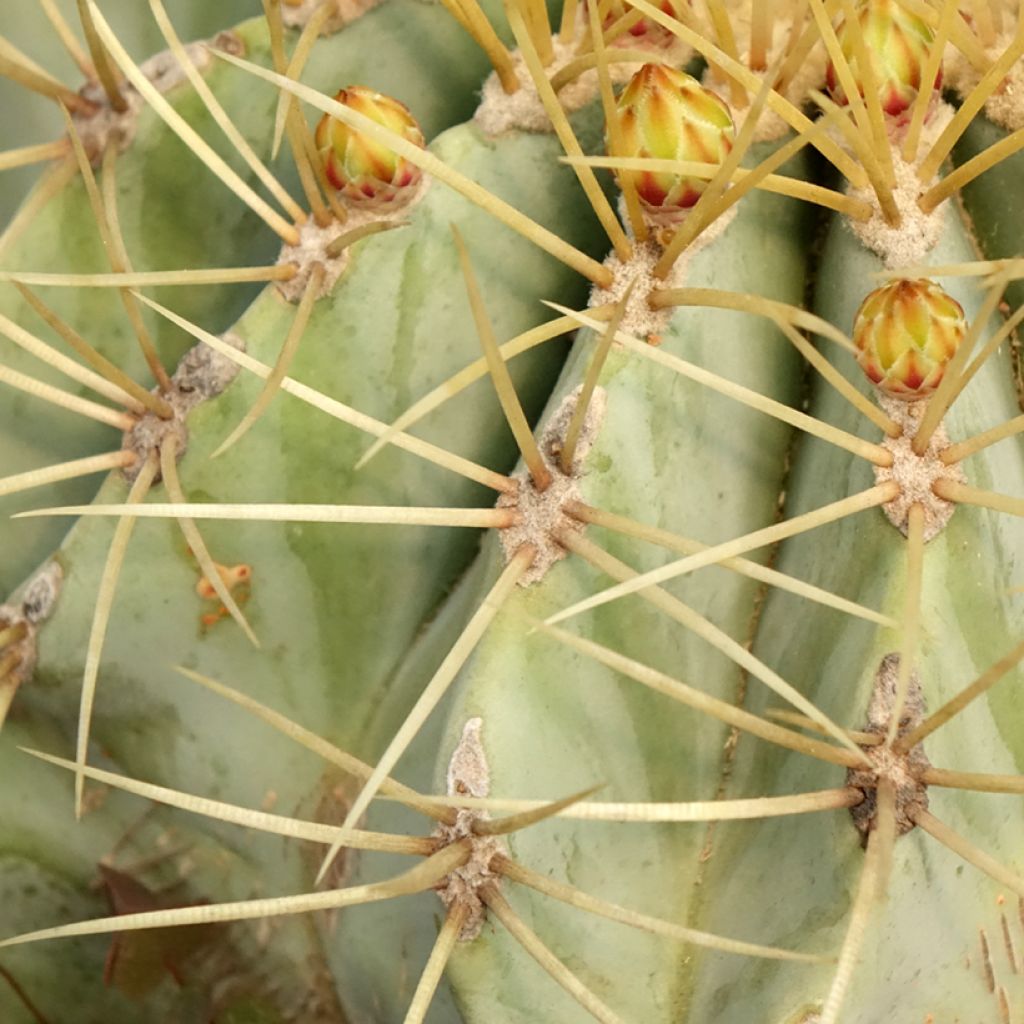 Rautakaktus - Ferocactus glaucescens