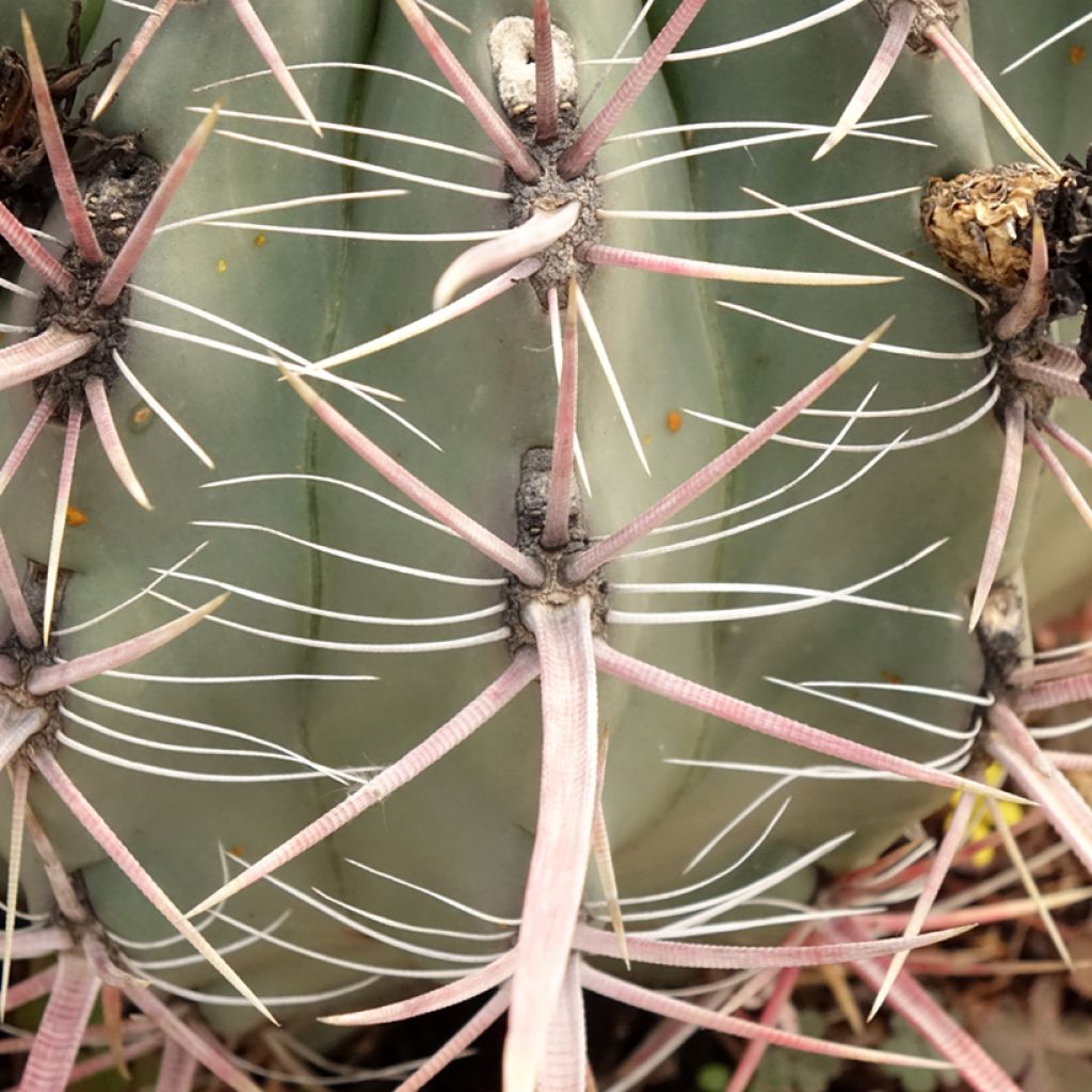 Rautakaktus - Ferocactus gracilis subsp. coloratus