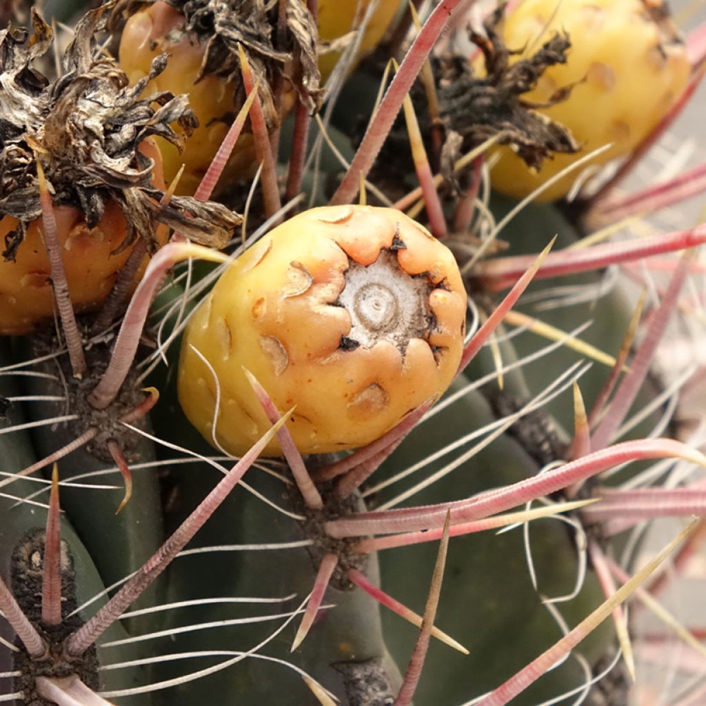 Rautakaktus - Ferocactus gracilis subsp. coloratus