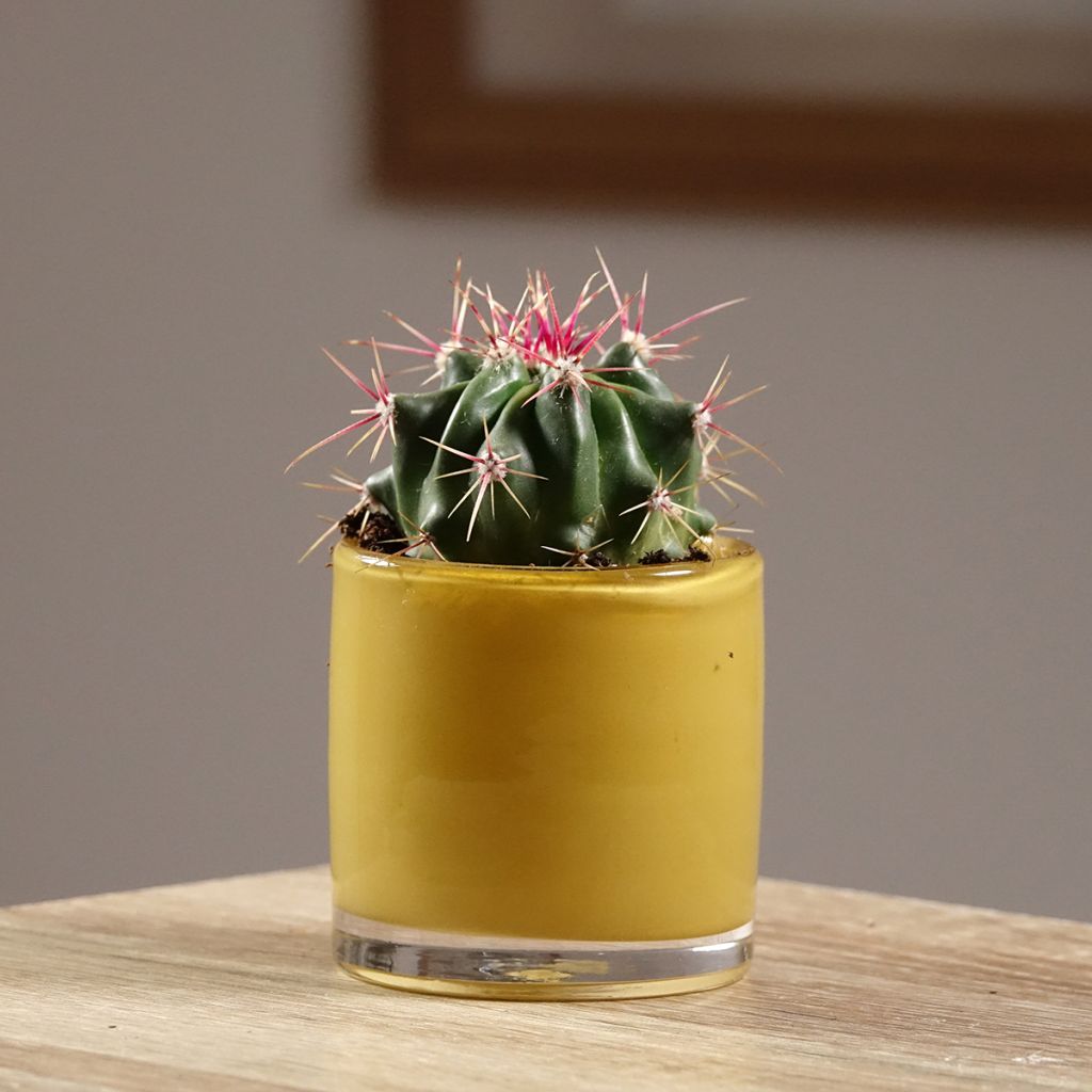 Rautakaktus - Ferocactus latispinus