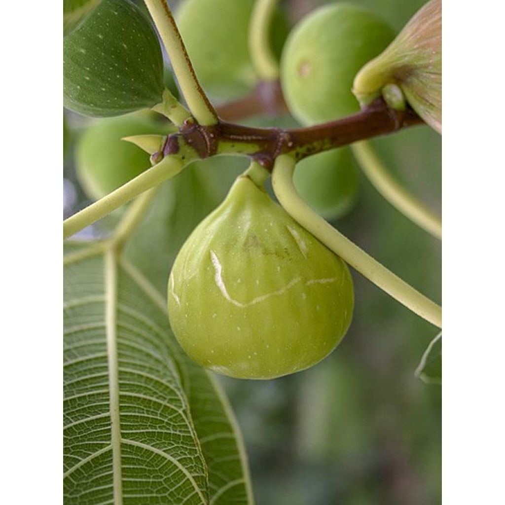 Aitoviikuna Sweet Green