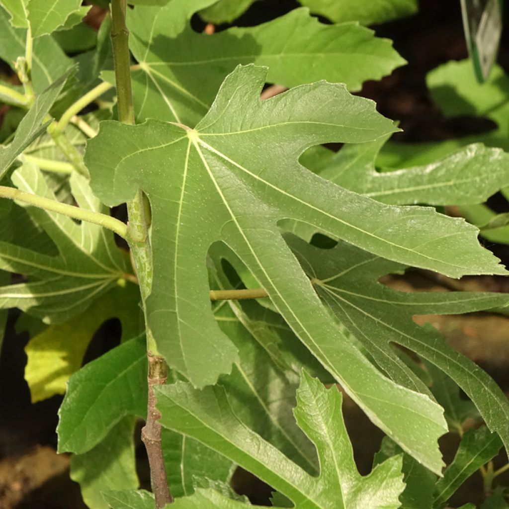 Aitoviikuna Figality