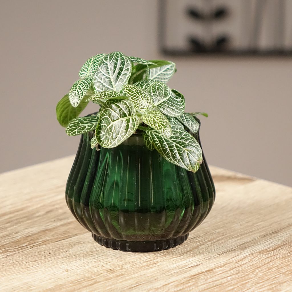 Fittonia albivenis Mini White