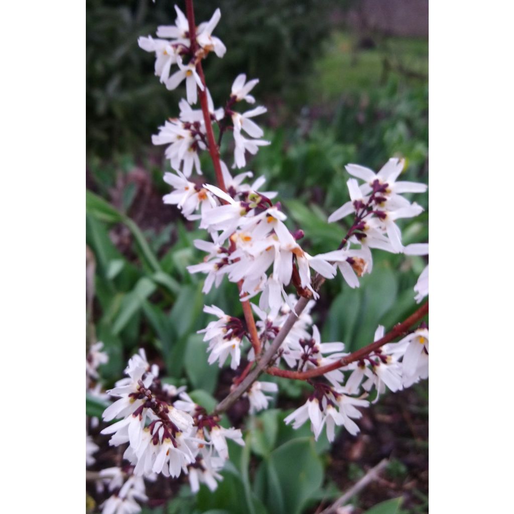 Vitipensas - Abeliophyllum distichum