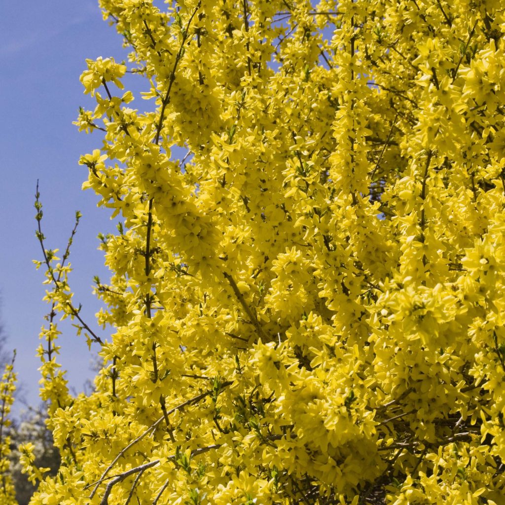 Komeaonnenpensas Spectabilis