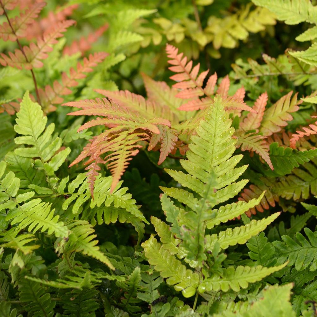 Ruska-alvejuuri - Dryopteris erythrosora