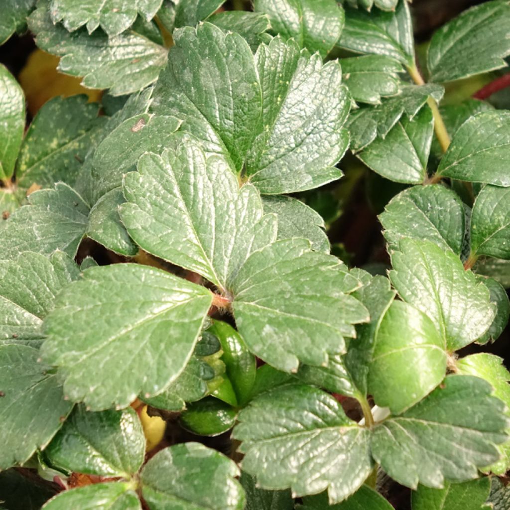 Chilenmansikka - Fragaria chiloensis