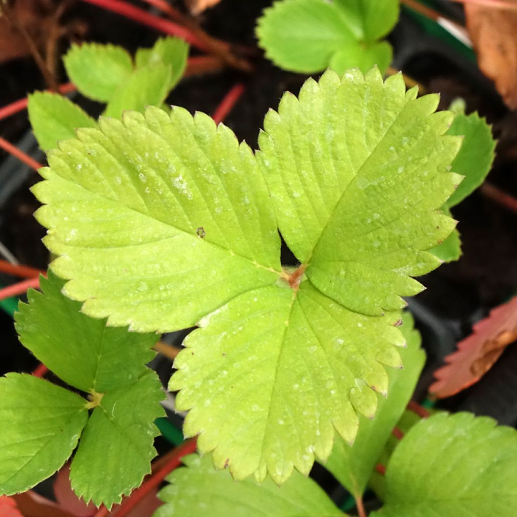 Puutarhamansikka Ciflorette