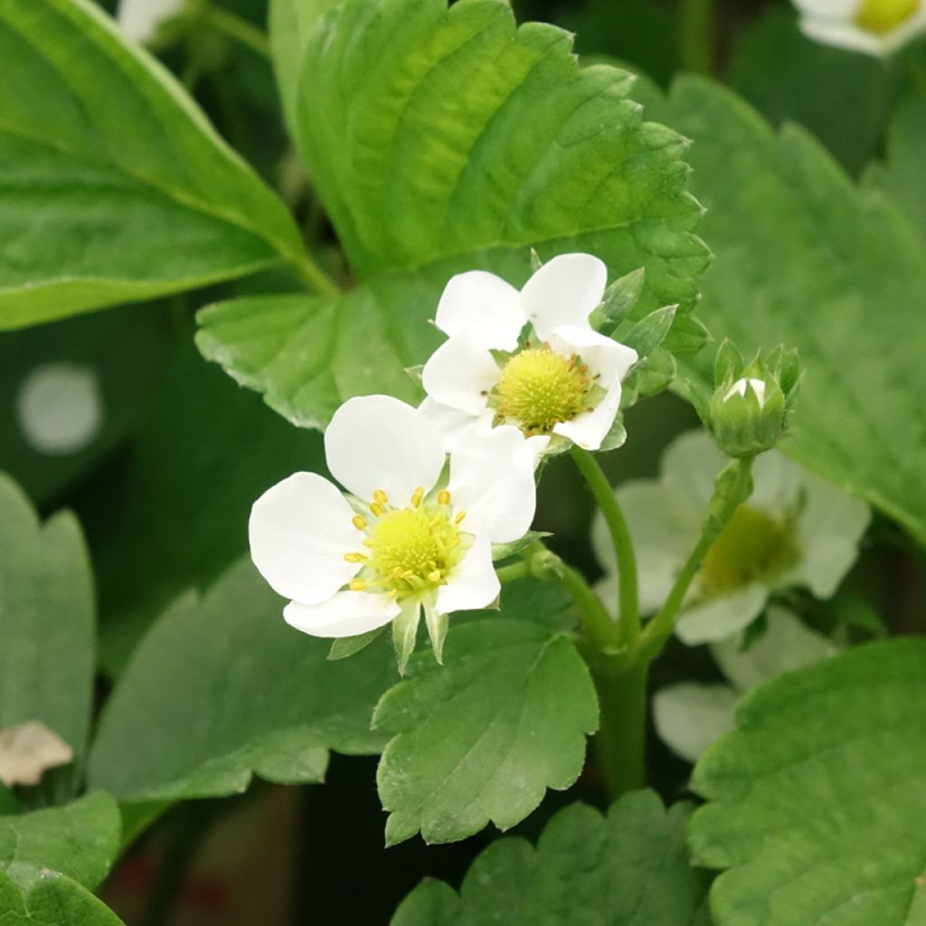 Puutarhamansikka Cijosée