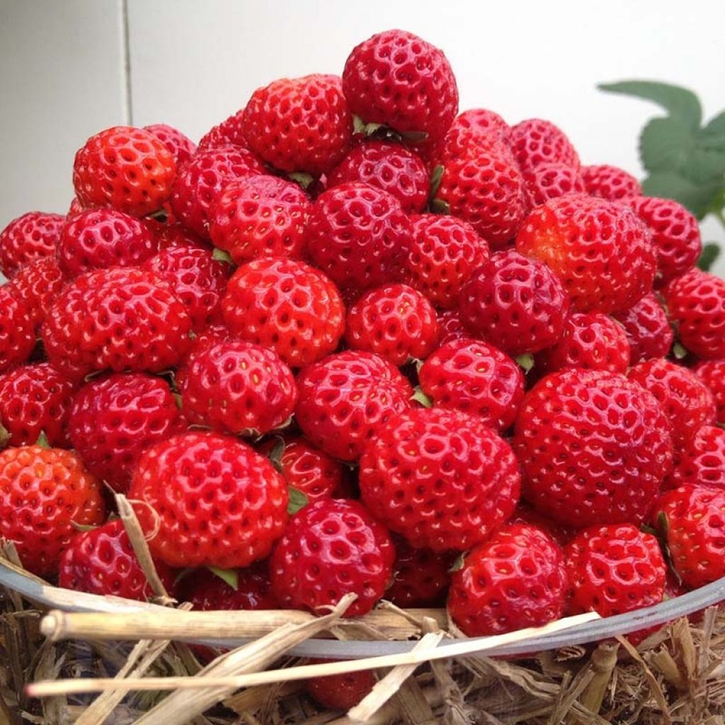 Puutarhamansikka Framberry