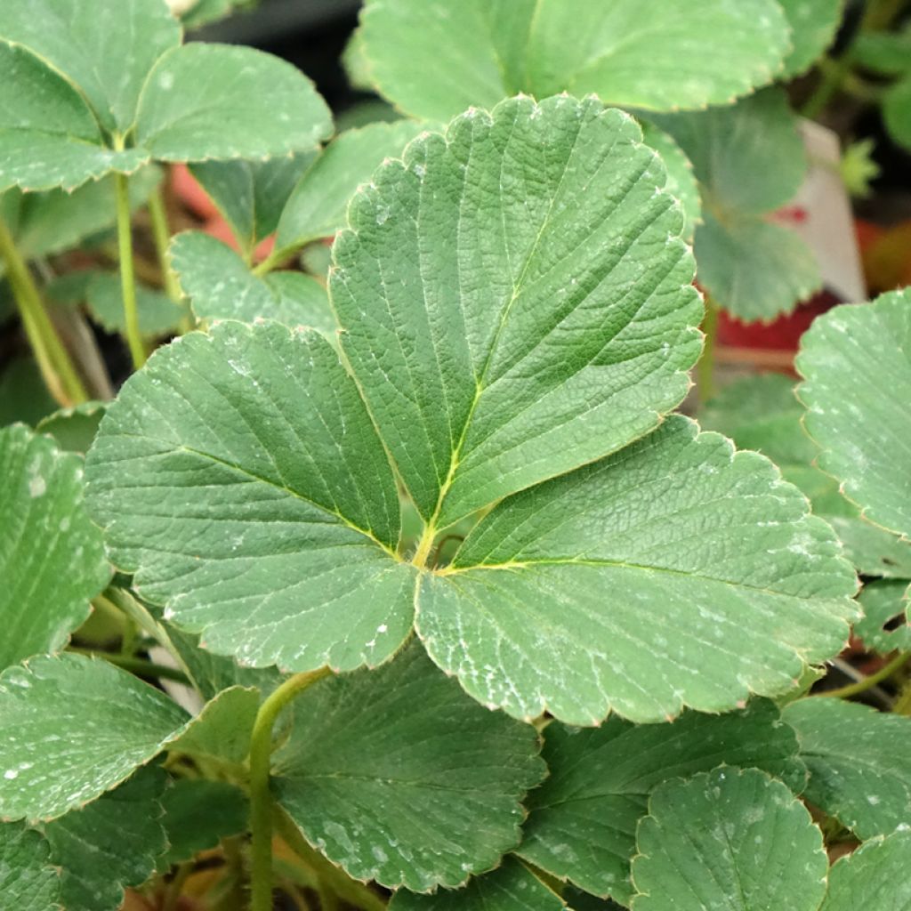 Puutarhamansikka Framberry