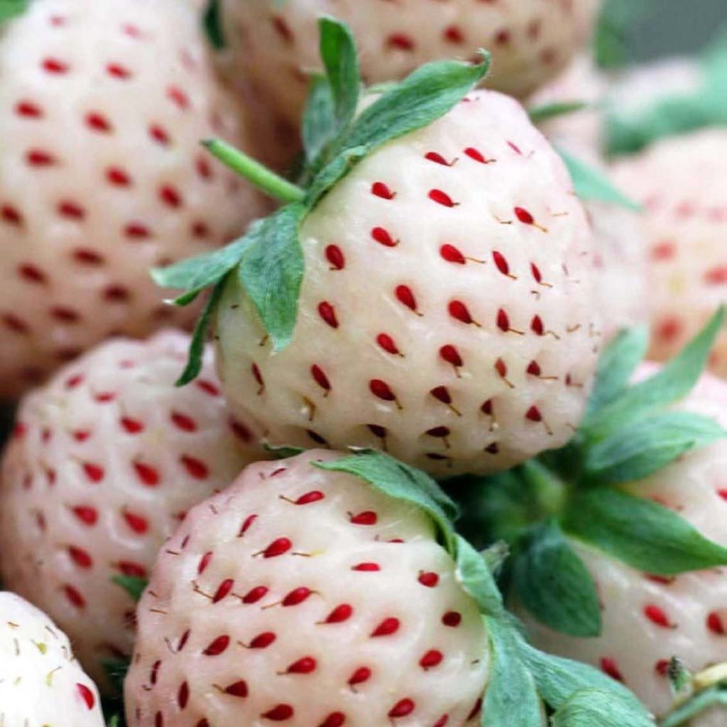 Puutarhamansikka White Pineberry