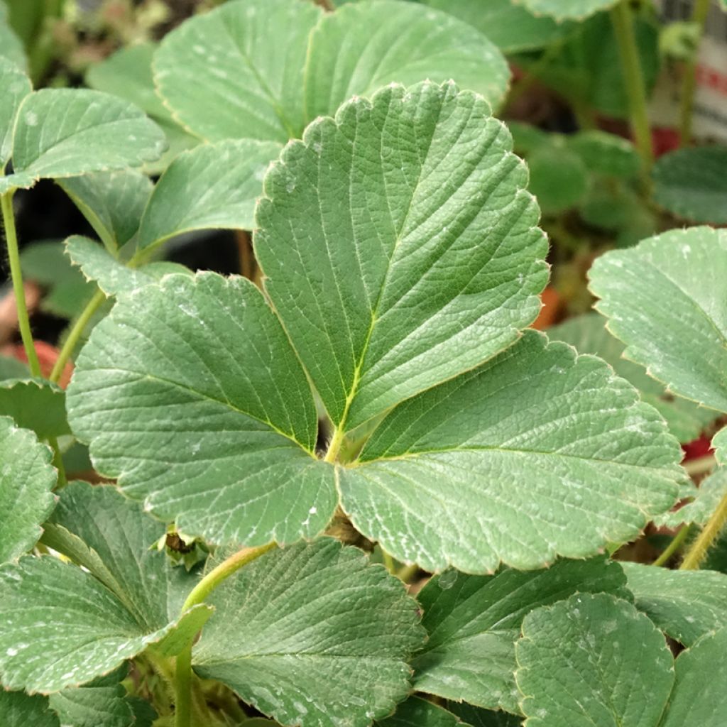 Puutarhamansikka White Pineberry