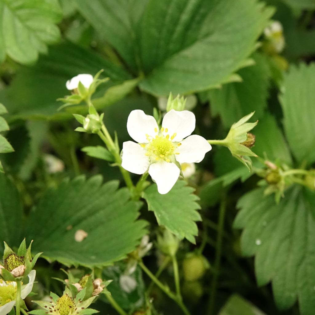 Puutarhamansikka White Pineberry