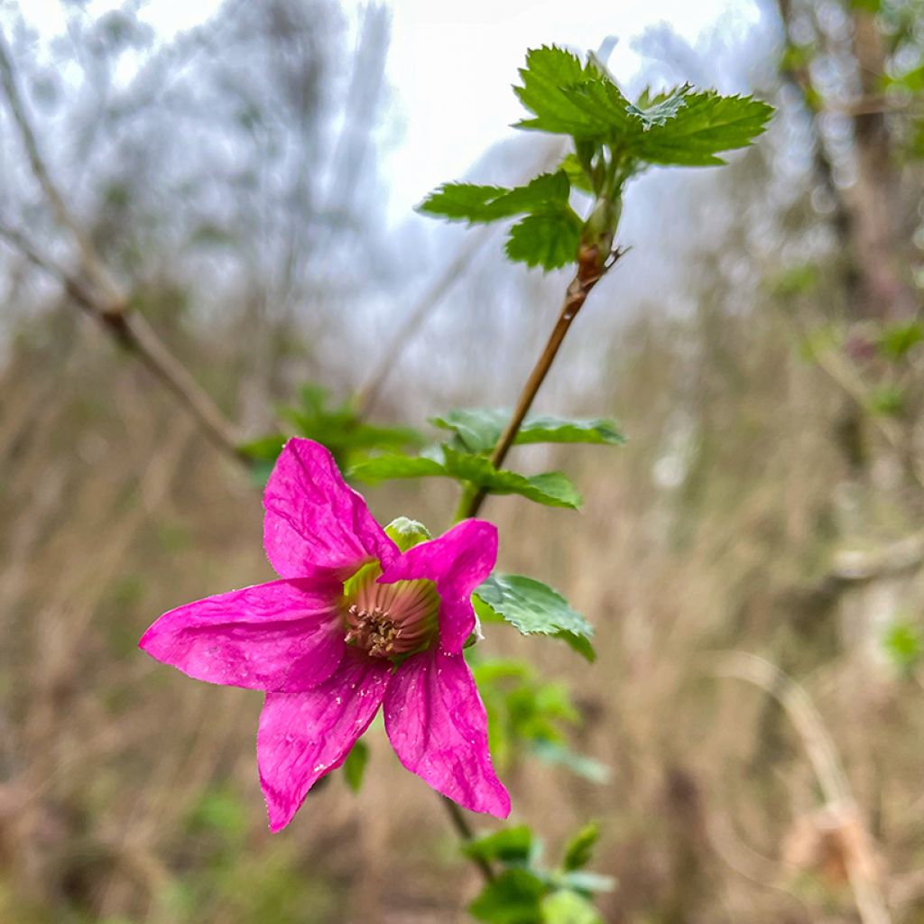 Alaskanvatukka Pacific Rose - Rubus spectabilis
