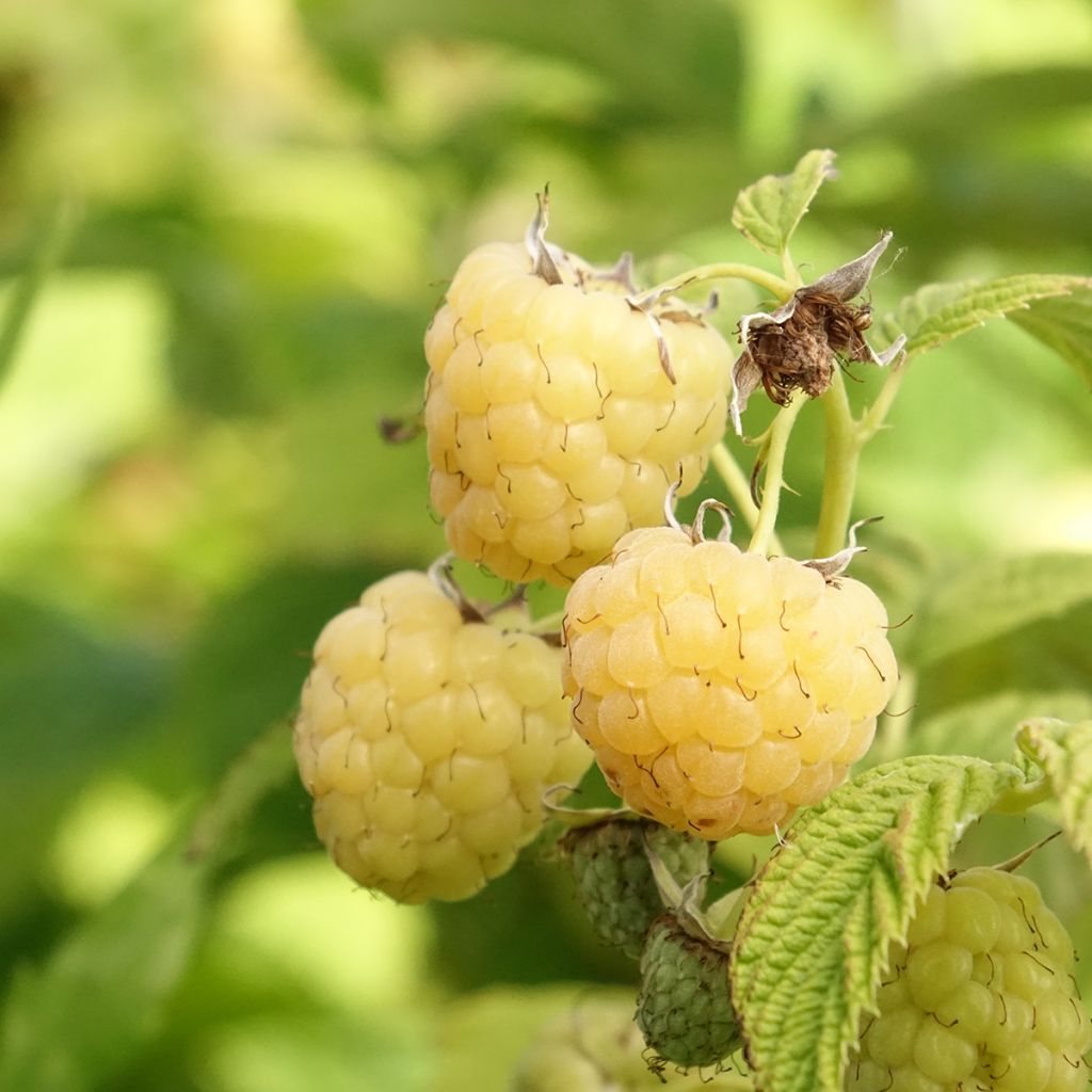 Vadelma Primeberry Autumn Sun