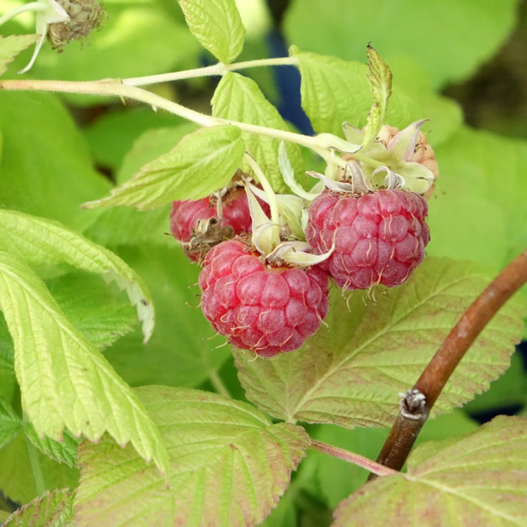 Vadelma FRUITALITY Frambélise