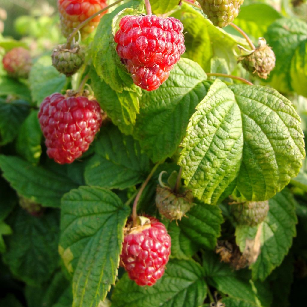 Vadelma Rustica