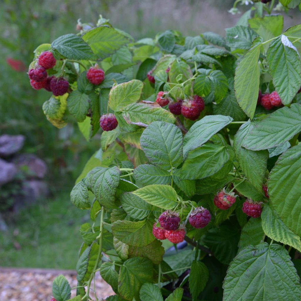 Vadelma Rustica