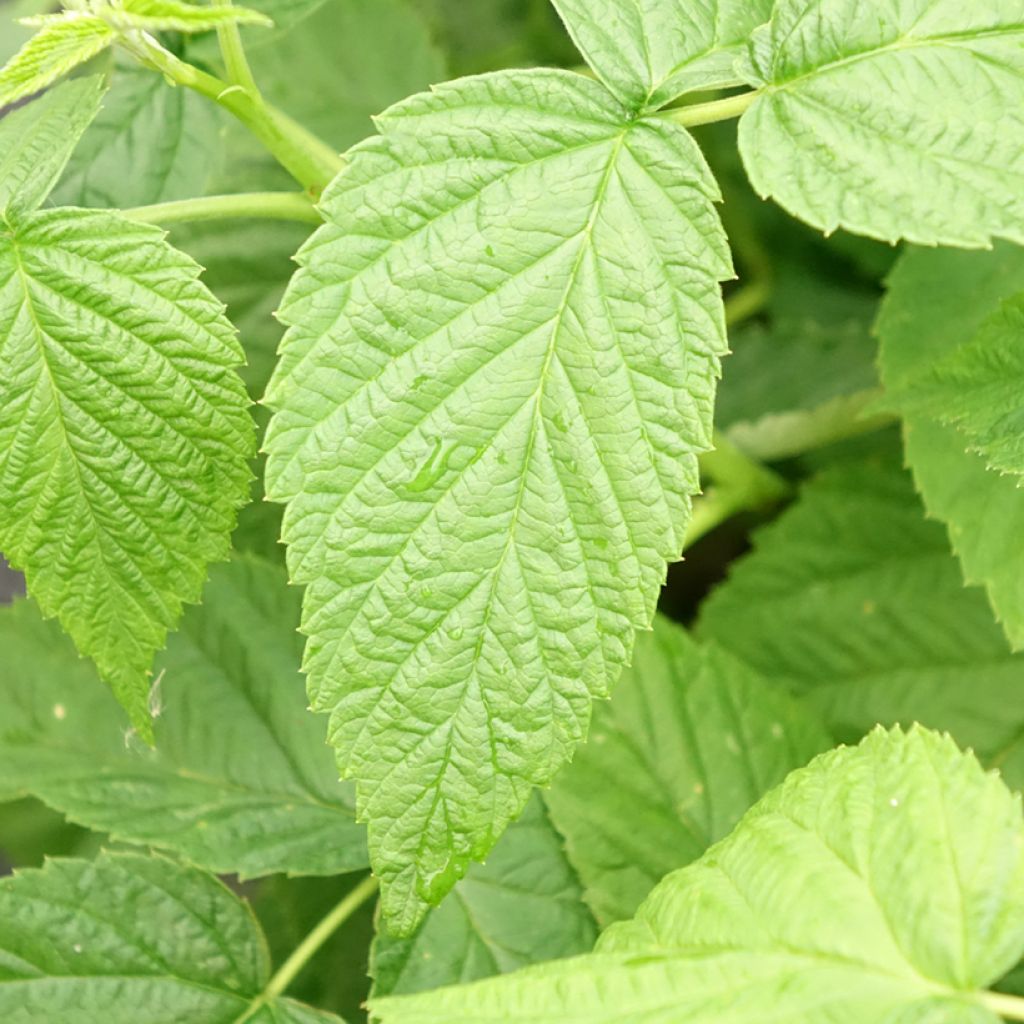 Vadelma Schlaraffia Golddigger