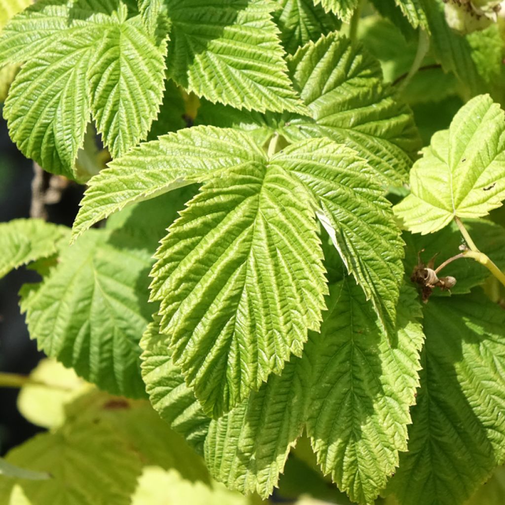 Vadelma Violet