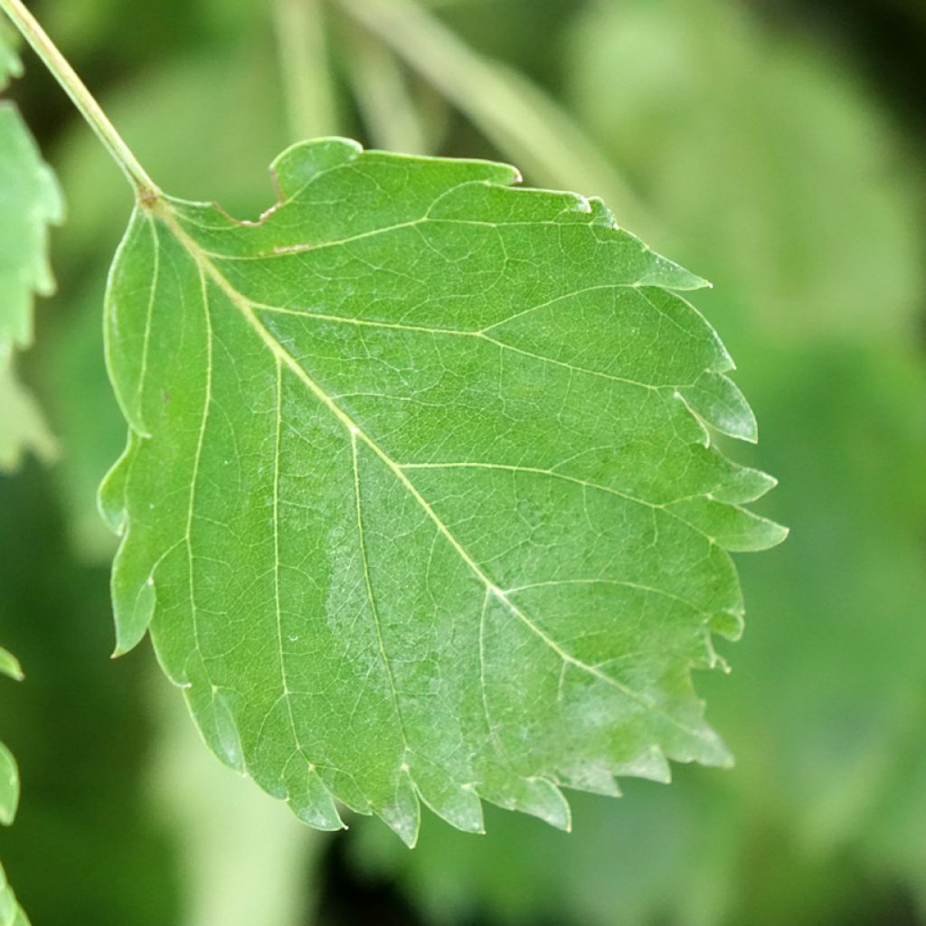 Saarni Heterophylla Pendula