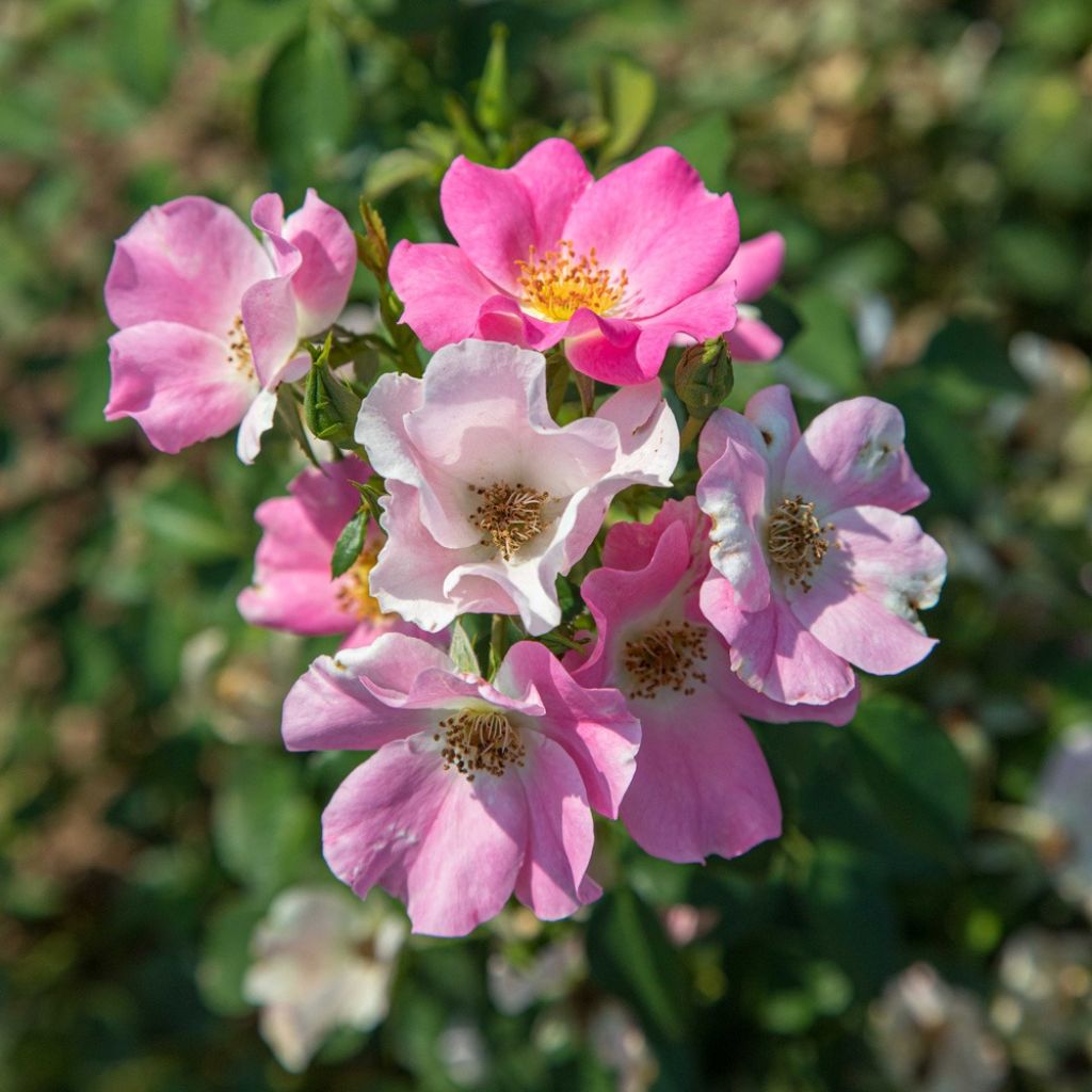 Pensasruusu Friendly Pink