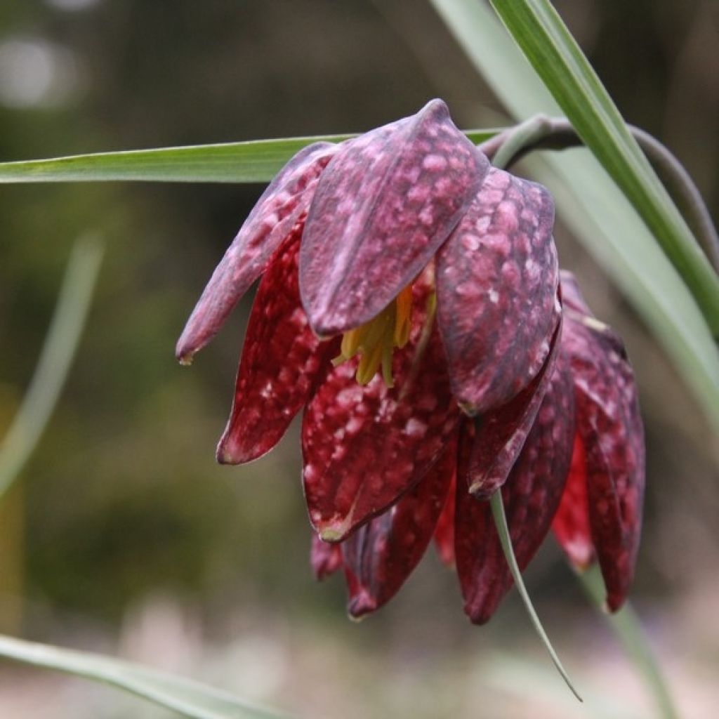 Kirjopikarililja - Fritillaria meleagris