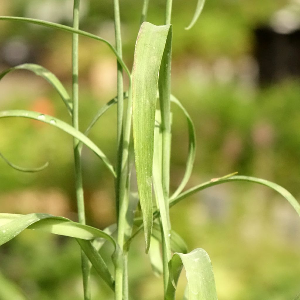 Kirjopikarililja - Fritillaria meleagris