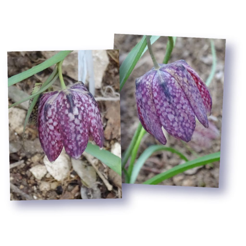 Kirjopikarililja - Fritillaria meleagris