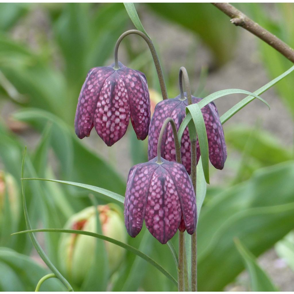 Kirjopikarililja - Fritillaria meleagris