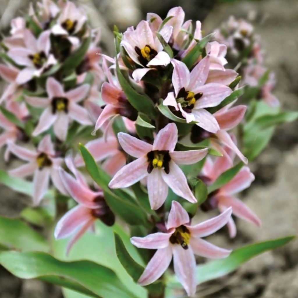 Keisarinpikarililja - Fritillaria stenanthera