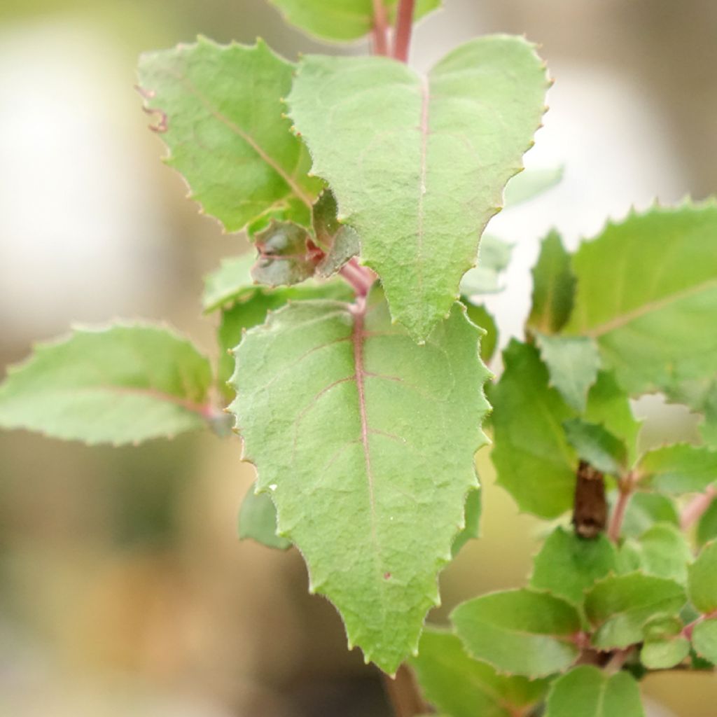 Verenpisara Beacon rosa